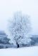 Frosted Tree Parfümöl